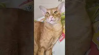 #интересно #cat #смешно #кот #лекс #котик #catlover #тренд #котики #топ #весело #любовьмоя #ориентал