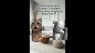 Squad Cat Memes
