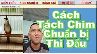 Phương pháp Tách Chim Chào mào Thi Nuôi Lực vào Chế độ cho hiệu quả
