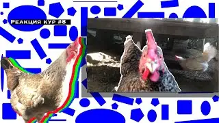 Реакция кур #8