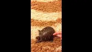 Танец черепахи)