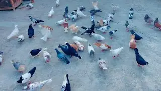 Mix up of pigeon birds in new loft 🕊️🥰❤️💯