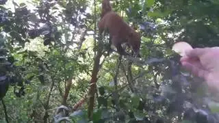 Mexican racoons in Tulum