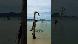 КАК УМИРАЮТ МОРСКИЕ ЗВЕЗДЫ 