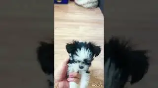 Щенок Бивер Йорк