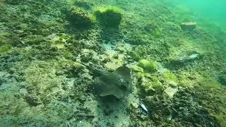 Подводная жизнь Черного моря у берегов Черноморска