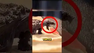 Turtle Outsmarts Dumb Fish 🤯