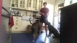 Doc: dog to dog corrections explained