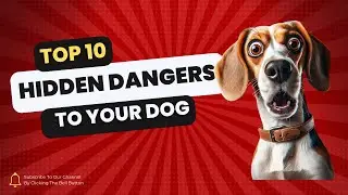 Paws for Thought: 10 Surprising Doggy Dangers Unleashed!