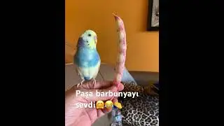 Komik paşam😂😂😂😂
