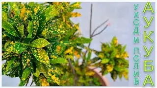 Аукуба, Золотое дерево ( Aucuba) уход и полив