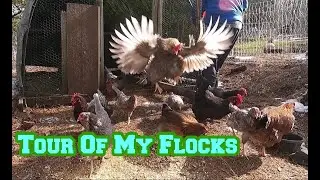EGGcited For Breakfast | Tour My Flocks While I Let Them Out For The Day