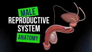 Male Genital System (Internal & External) - Anatomy