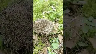 Пошёл за грибами и встретил ёжика. приве #природа #ежик