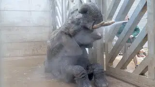 Episode 1: 🐘 Welcome Sutton! 🐘 Introducing the newest member of our Elephant Group