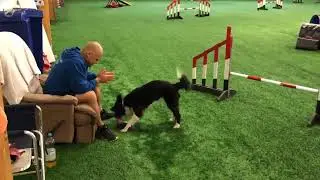 OneMind Dogs - Lazy day in agility