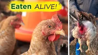 My Chickens Are Eating Each other alive - Time to Save the CANNIBALS (Debeaking)