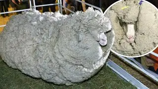 This ram escaped from the farm and grew an incredible amount of hair