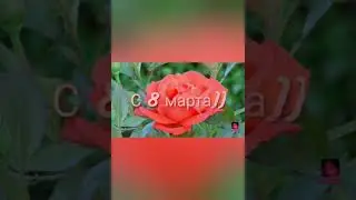 С 8 марта!