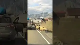 Весёлый водитель