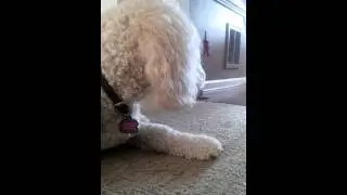 Daisy dog chews gum