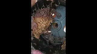 Firehose reel rescue - Australian Stingless Bee Hive Tetragonula Mellipes.