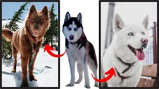 [TOP 10 MOTIVOS] Para ter um Husky Siberiano!!