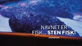 Navnet er Fisk... Sten Fisk 🪨🐟