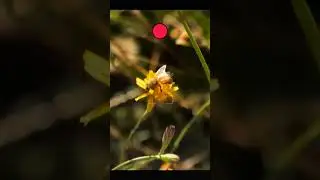The Beehive - Official Trailer (2023)_Full-HD