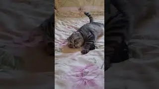 кот Осман 
