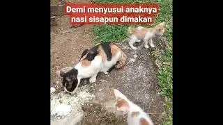 Induk kucing makan nasi sisa demi anaknya yang masih nyusu