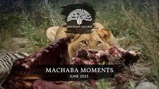Botswana & Zimbabwe Safaris | Amazing Wildlife Sightings June 2025