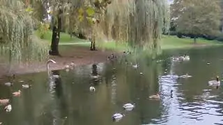 Озеро в Мюльхаймском городском парке Кельна