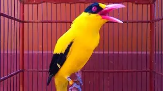KEPODANG EMAS CACOR SUARA KEPODANG GACOR BUAT MASTERAN & PANCINGAN KEPODANG AGAR BUNYI