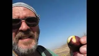 Ficus carica - от дурного глаза