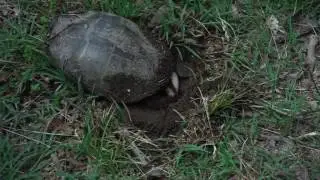 Painted Turtle Laying Eggs