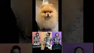 Cachorrinho cantor 🐶🐕🎶 Singer dog 