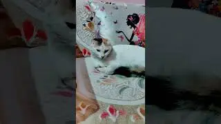 kitten meowing to attract cats 😺 
