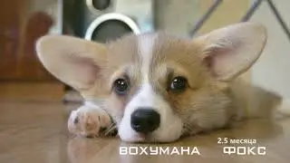 Щенок корги. Вохумана Фокс. Welsh Corgi Pembroke.