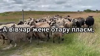 Черемшина(Слова)