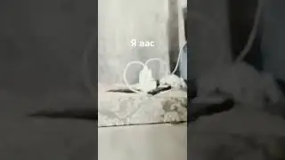 я вас ❤❤❤