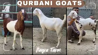 Beautiful Qurbani goats collection 2024 | 03326247222