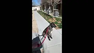KeeP DoGS OuT oF tHe WAY!! DoG RuLeS foR GooD HaNDLeRS!