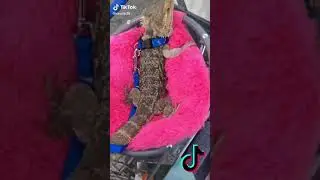 The Best of Bearded Dragon TikTok