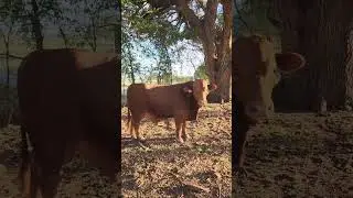 J&J Cattle Auction Lot 10 Lockhart Land & Cattle: Registered Beefmaster Bull