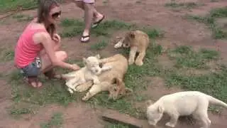 Lion Park Johannesburg