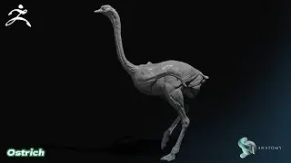 Ostrich Anatomy Sculpting In Zbrush Core - Base #1
