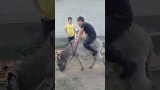 Асау ешек үйрету