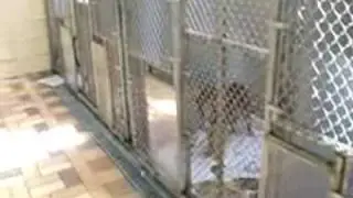 TLC Animal Shelter Video Tour