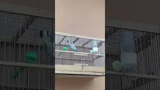 KOKIL DODASI